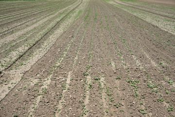 close up on plowed farm field