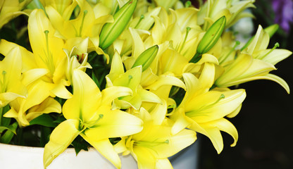 Fototapeta premium yellow lilies bouquet
