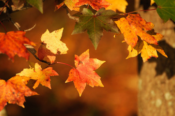 Fototapeta na wymiar close up on bright autumn leaves 