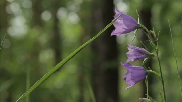 Beautiful bell flower swinging in the wind.