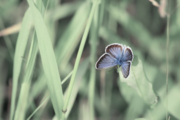 green background wit blue butterfly