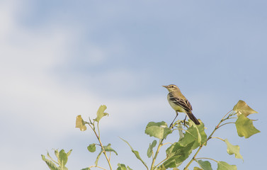 nature background with small yellow bird on the blue sky