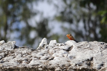Lézard sur un mur