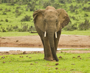African elephant standing next to a water hole