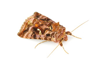 The nocturnal butterfly Golden Y, Autographa pulchrina isolated on white background