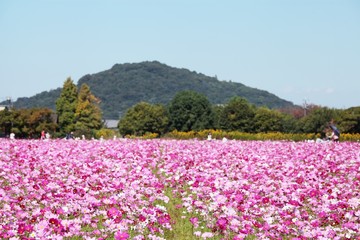 日本のコスモス畑