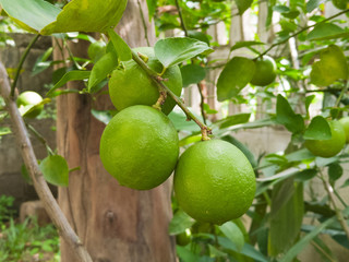 Green lemons on tree branch
