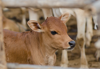 Young calf in wooden barn, close up