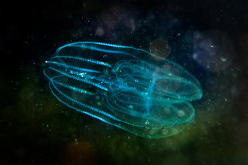 Comb Jellyfish in the dark - obrazy, fototapety, plakaty