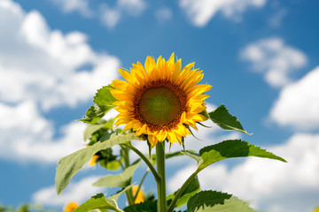 sunflowers against a blue sky and white clouds