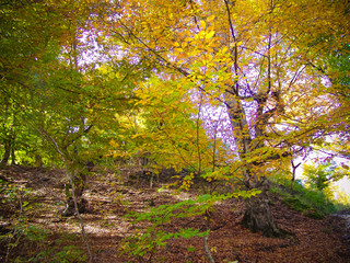 Autumn Forest
