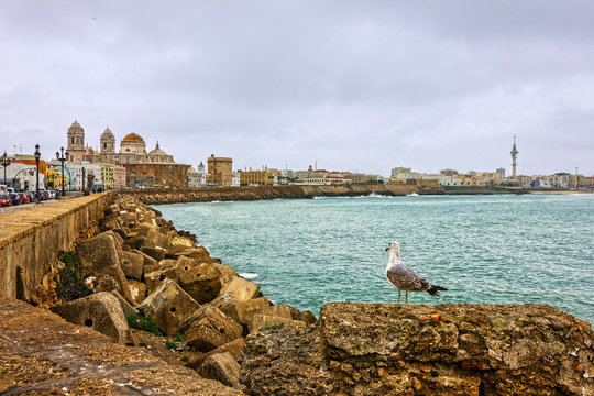 Cadiz, Spain. Seafront and seagull