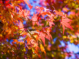 Autumn leaves red maple japan