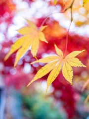 Autumn leaves yellow maple Japanese