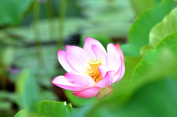 Fototapeta premium ハスの花