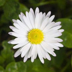 Fototapeta premium Sunny bellis daysi flower close-up, selective focus, shallow DOF