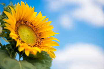 sunflowers against a blue sky and white clouds