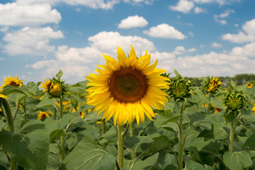 sunflowers against a blue sky and white clouds