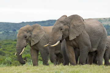 Fototapeta na wymiar Elephants standing and eating