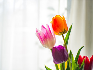 Colorful tulip