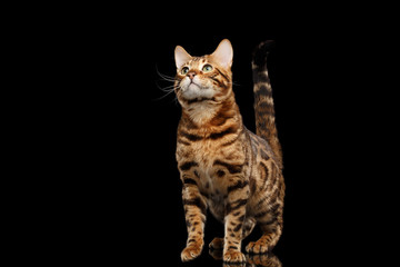 Fototapeta na wymiar stately Bengal Male Cat with beautiful spots Standing and Looking up on Isolated Black Background, Front view, Gorgerous breed