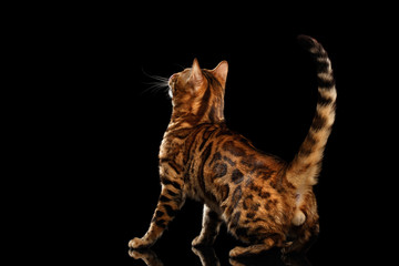 Playful Bengal Male Cat with beautiful spots Standing and Looking up on Isolated Black Background, Back view on his ball, Adorable breed