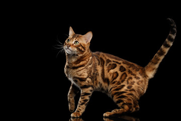 Fototapeta na wymiar Playful Bengal Male Cat with beautiful spots Standing, Looking up, on Isolated Black Background, Side view, Adorable breed