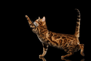 Playful Bengal Male Cat with beautiful spots Standing and Raising up paw on Isolated Black Background, Side view, Gorgerous breed