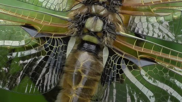 Vierflecklibelle, Libellula quadrimaculata