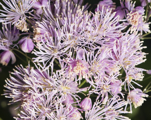 Columbine meadow-rue, Thalictrum aquilegifolium, detailed background macro, selective focus, shallow DOF
