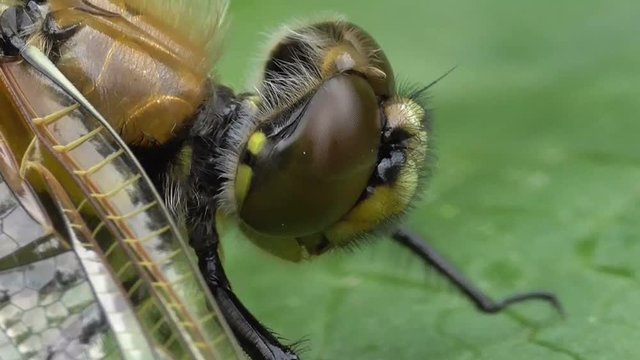 Vierflecklibelle, Libellula quadrimaculata