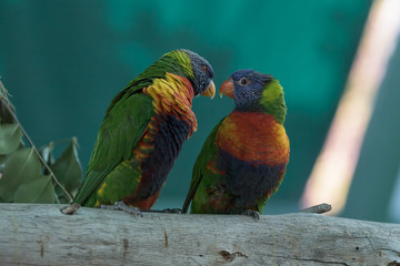 A couple of colorful parrots