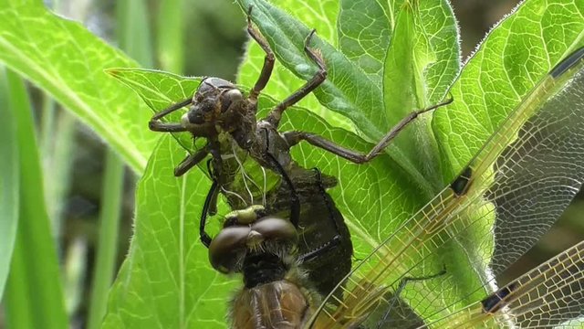 Vierflecklibelle, Libellula quadrimaculata