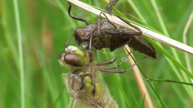 Vierflecklibelle, Libellula quadrimaculata