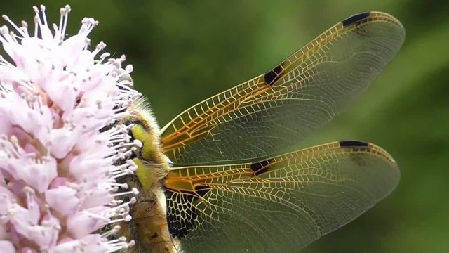 Vierflecklibelle, Libellula quadrimaculata