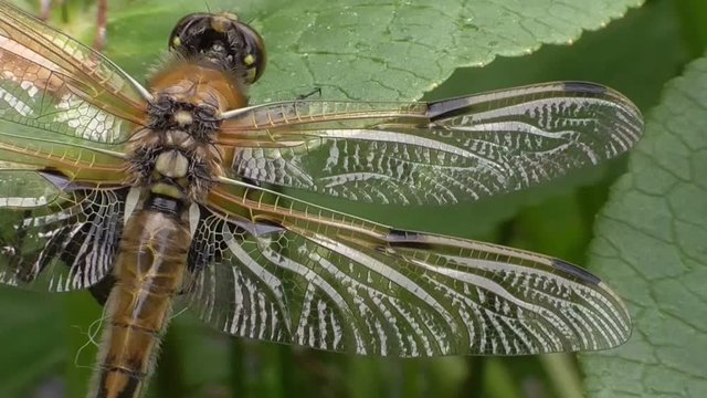 Vierflecklibelle, Libellula quadrimaculata