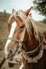 Closeup of a horse eating grass - aged photo vintage look