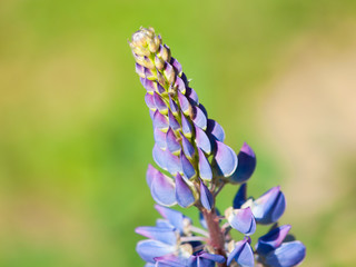 Violet lupine flower, Lupinus polyphyllus, with green bokeh background
