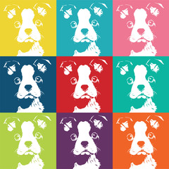 Boston Terrior Color Pattern