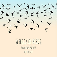 Flock of birds. Swallows, swifts. Hand drawn vector set. 