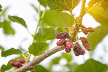 red unripe mulberries on the branc