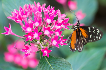 Heliconian butterfly on a flower