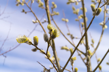 blooming willow against the blue sky
