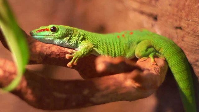 Reptile in zoo terrarium. Phelsuma gecko lizard. Closeup of colorful madagascar lizard on tree. Macro of exotic gecko reptile from madagascar. Tropical phelsuma reptile with green body on branch
