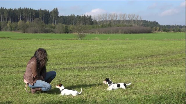 Hunde machen Platz und sp&auml;ter Unsinn - Jack Russell Terrier