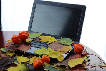 autumn leaves on a laptop