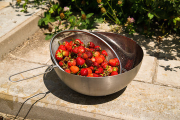 Metal bowl with ripe strawberries on the floor