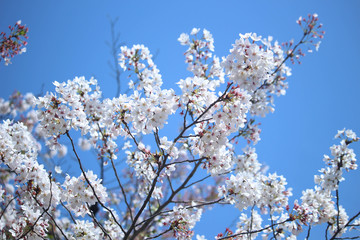Cheery blossom, Kyoto, Japan