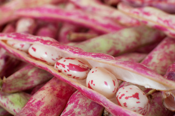 Cranberry bean pod open detail
