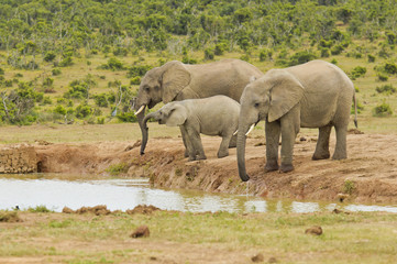 Fototapeta premium Elephants drinking at a water hole